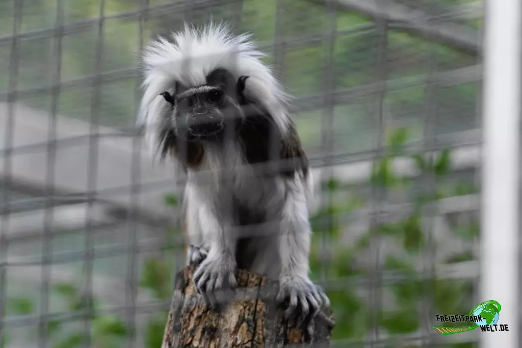 Lisztäffchen im Zoo Saarbrücken - 2022