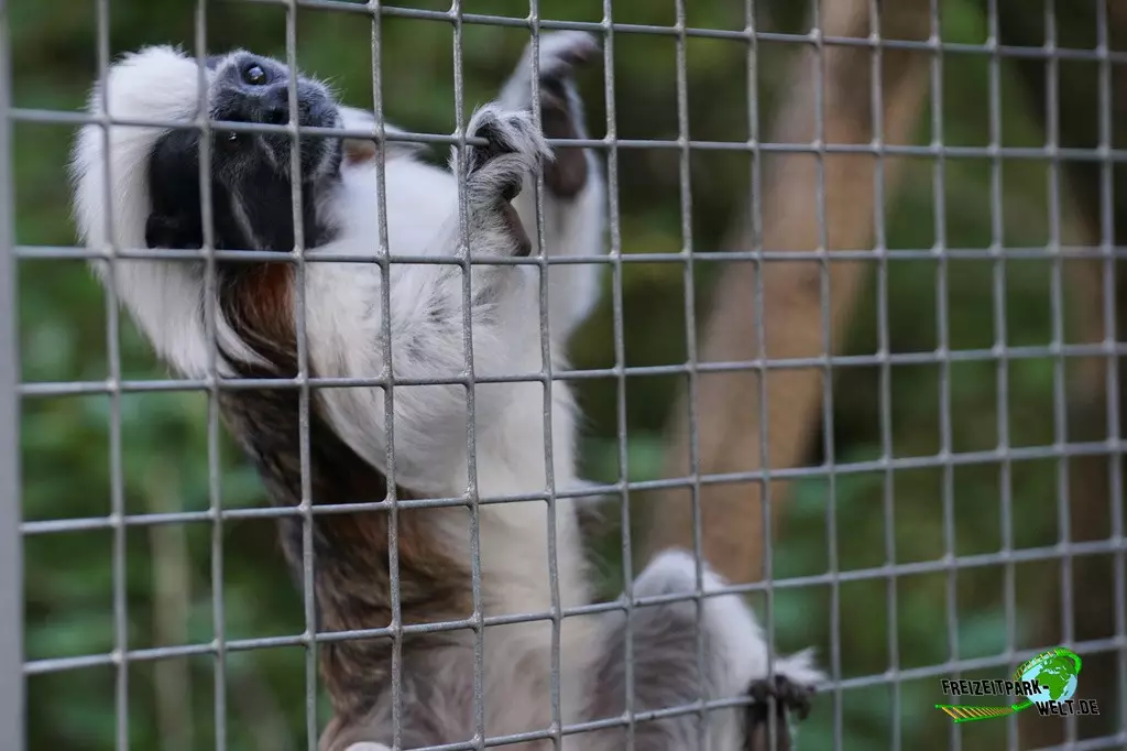 Lisztäffchen im Zoo Saarbrücken - 2022
