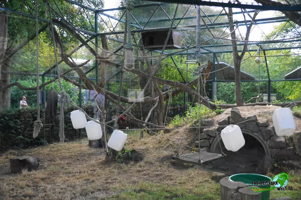 Javaneraffe im Zoo Saarbrücken - 2022