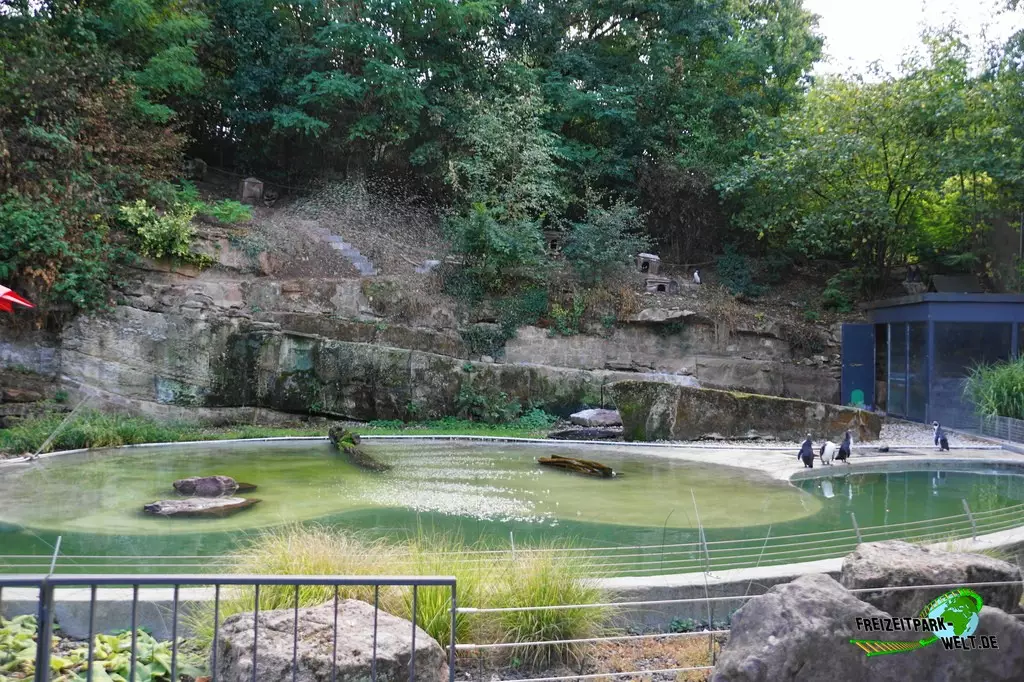 Humboldt-Pinguine im Zoo Saarbrücken - 2022