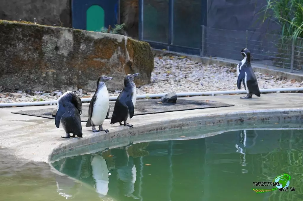 Humboldt-Pinguine im Zoo Saarbrücken - 2022