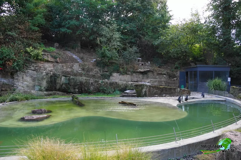 Humboldt-Pinguine im Zoo Saarbrücken - 2022