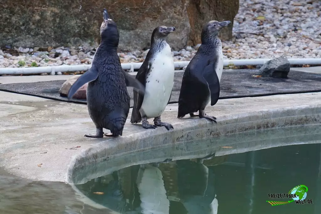 Humboldt-Pinguine im Zoo Saarbrücken - 2022