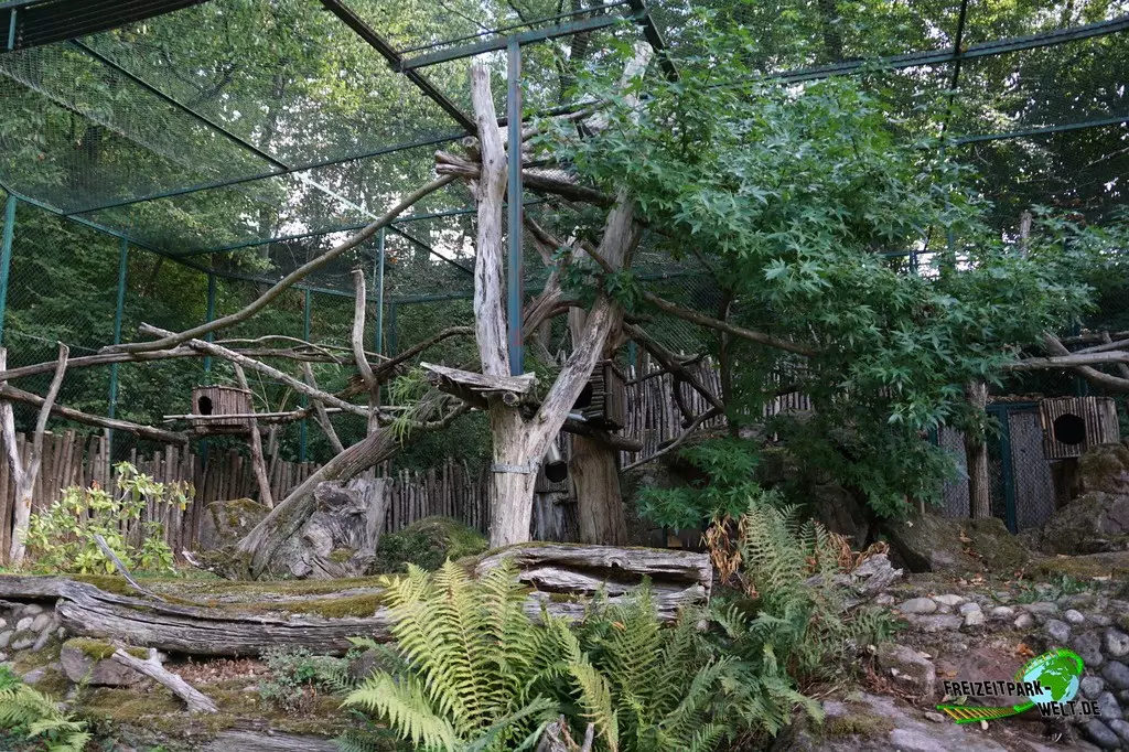 Kleiner Panda im Zoo Saarbrücken - 2022