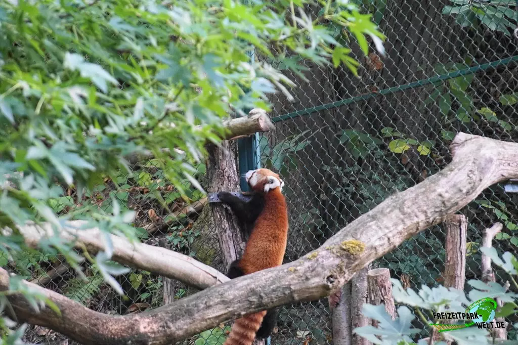 Kleiner Panda im Zoo Saarbrücken - 2022
