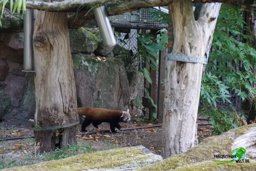Kleiner Panda im Zoo Saarbrücken - 2022