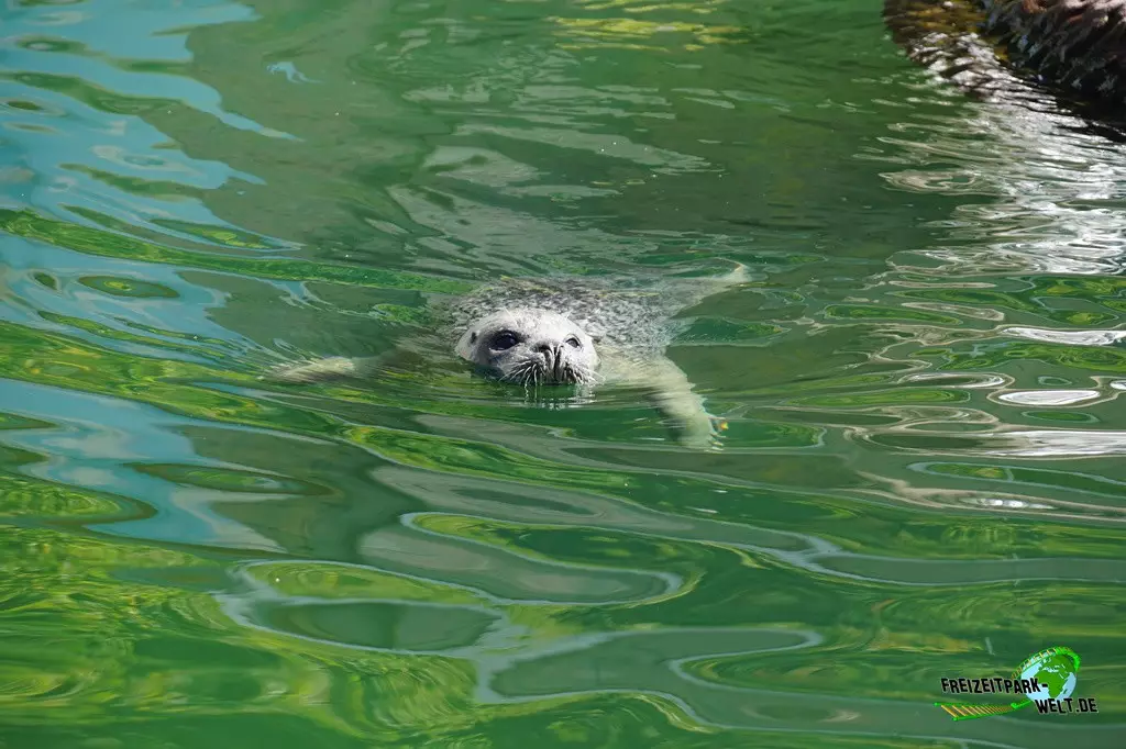 Seehunde im Zoo Saarbrücken - 2022