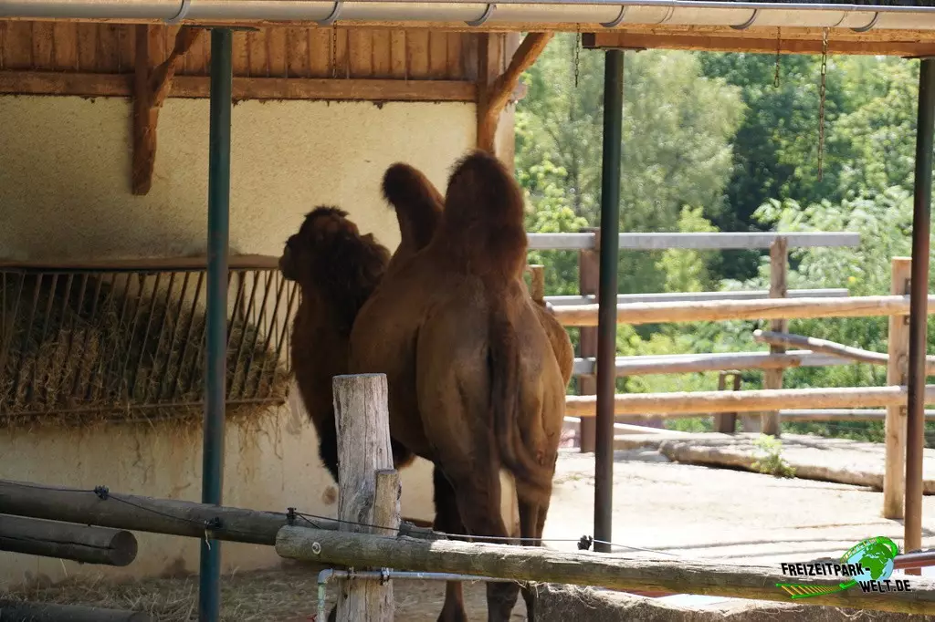 Trampeltier im Zoo Saarbrücken - 2022