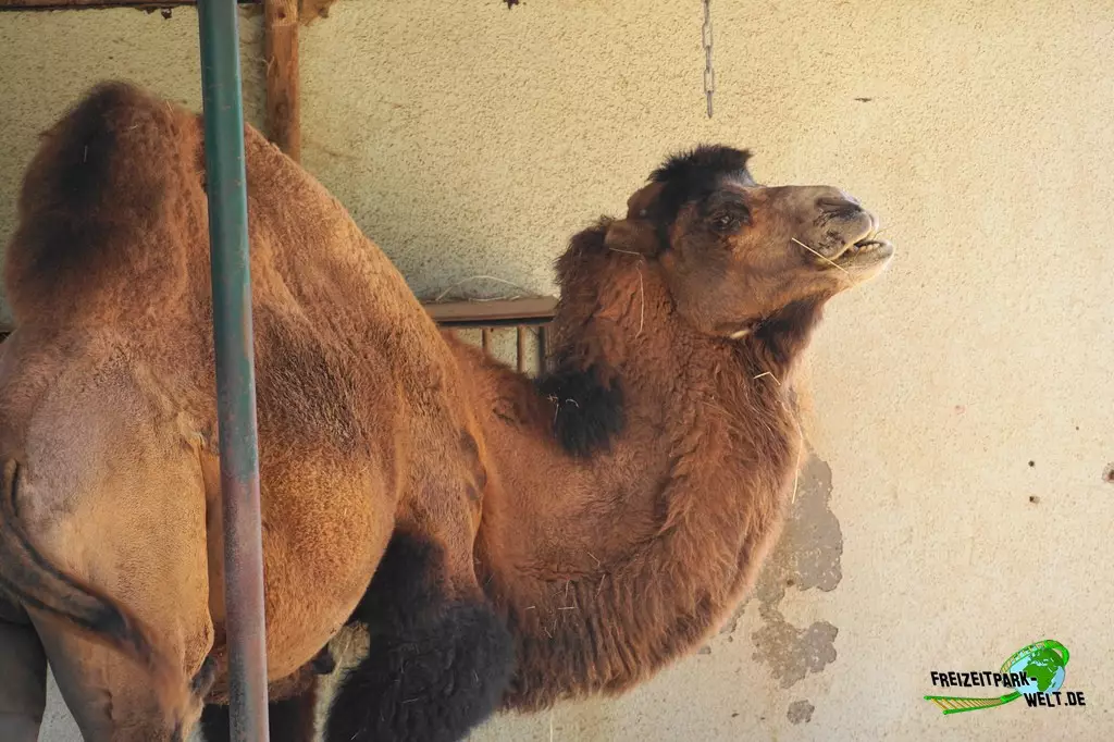 Trampeltier im Zoo Saarbrücken - 2022