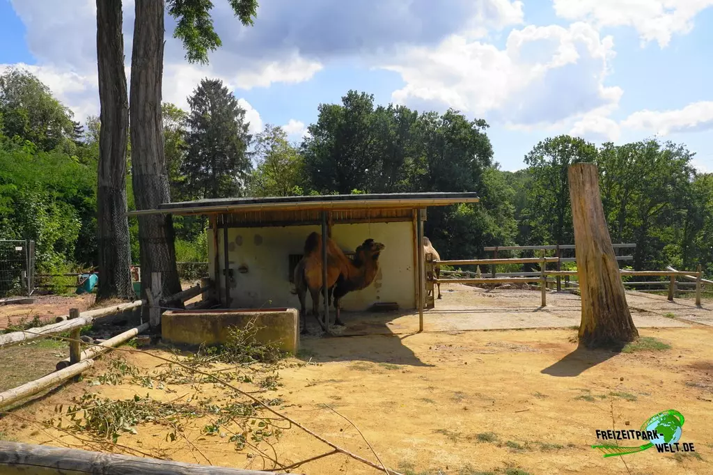 Trampeltier im Zoo Saarbrücken - 2022