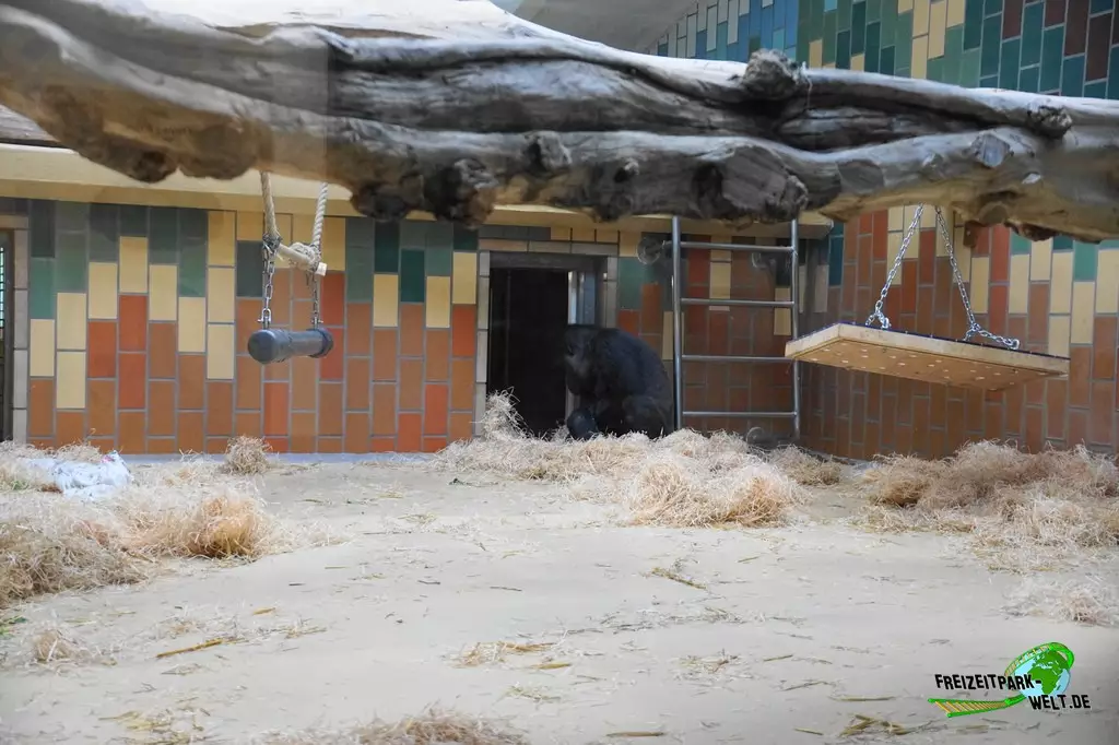 Schimpanse im Zoo Saarbrücken - 2022