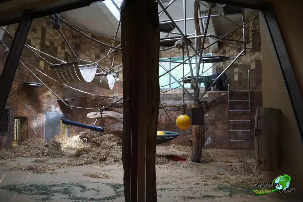 Westlicher Flachland-Gorilla im Zoo Saarbrücken - 2022