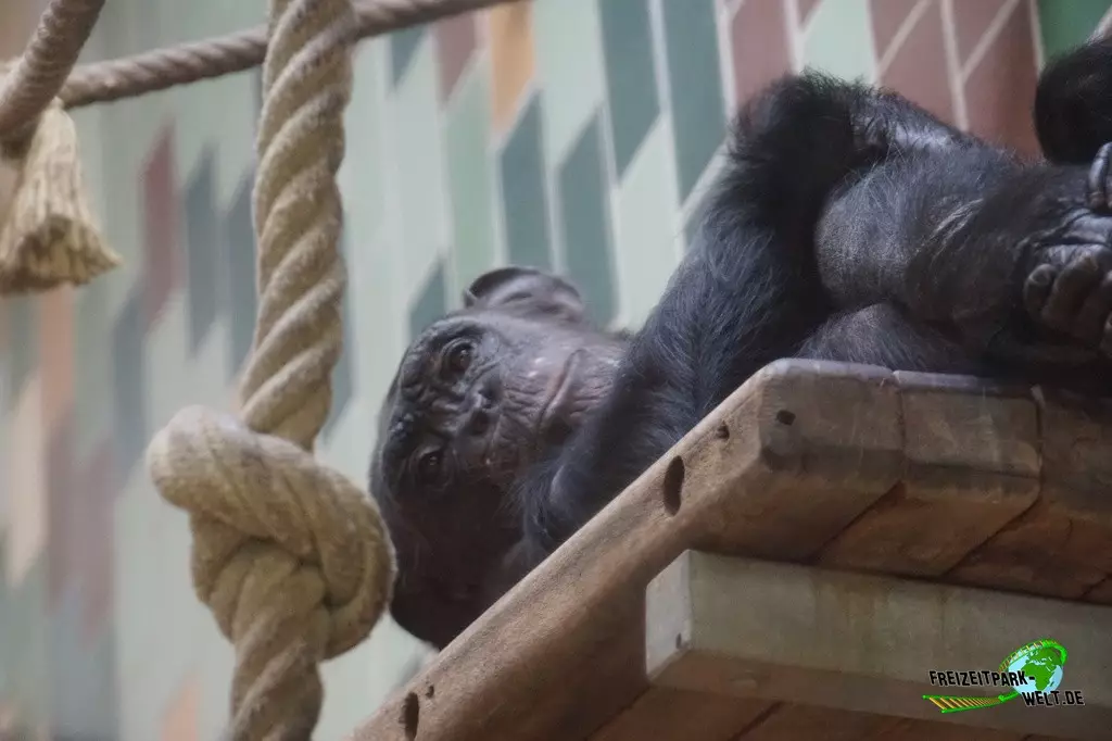 Schimpanse im Zoo Saarbrücken - 2022