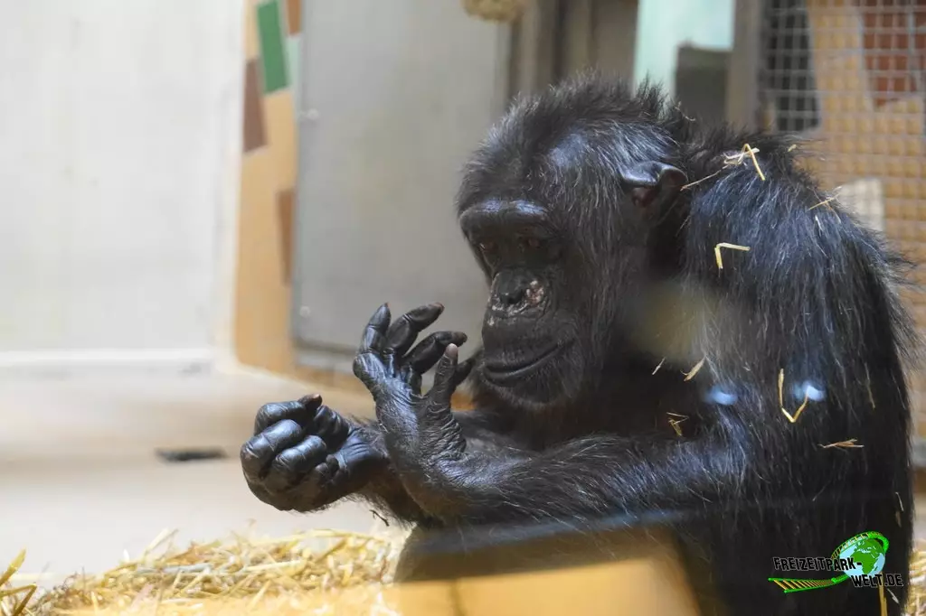 Schimpanse im Zoo Saarbrücken - 2022