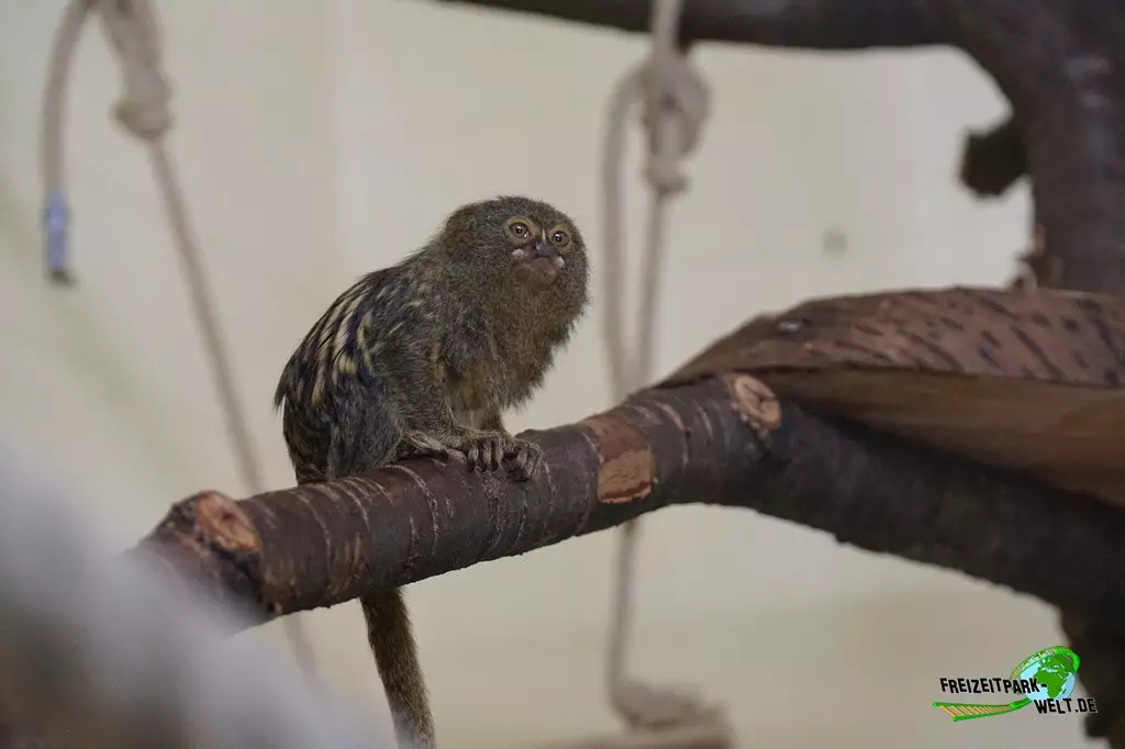 Zwergseidenäffchen im Zoo Saarbrücken - 2022