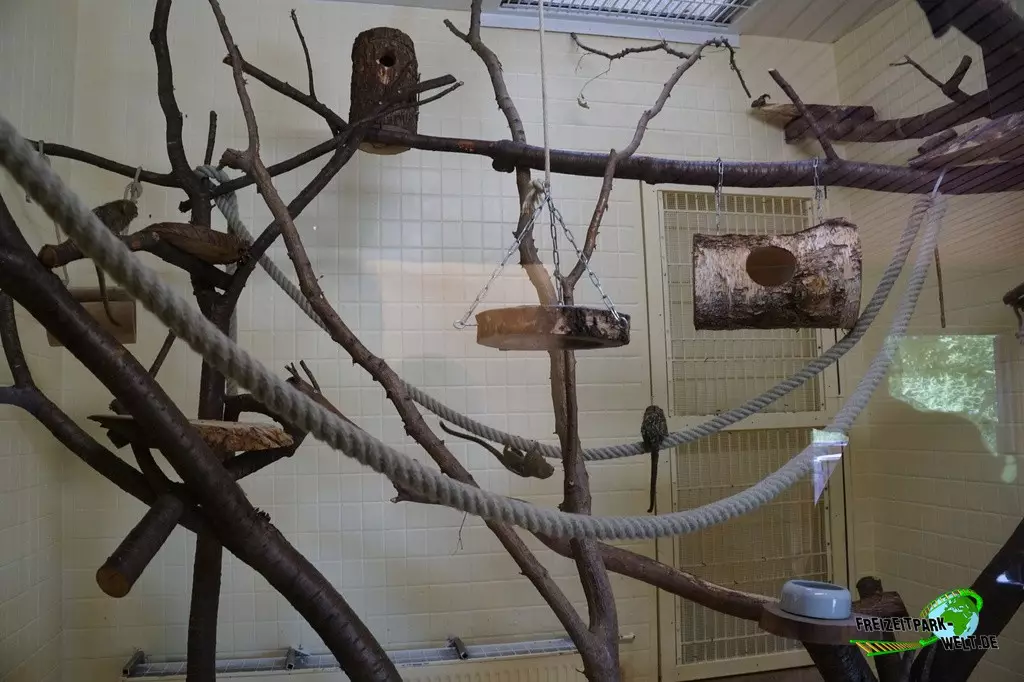 Zwergseidenäffchen im Zoo Saarbrücken - 2022