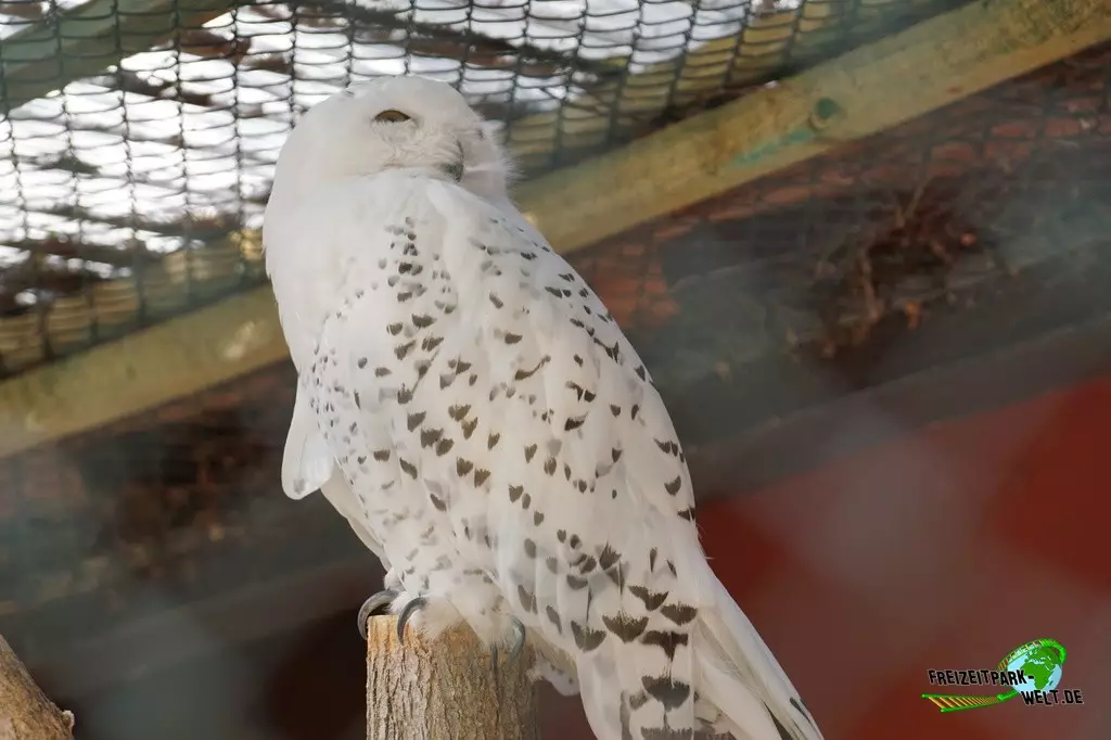 Schneeeule im Zoo Saarbrücken - 2022
