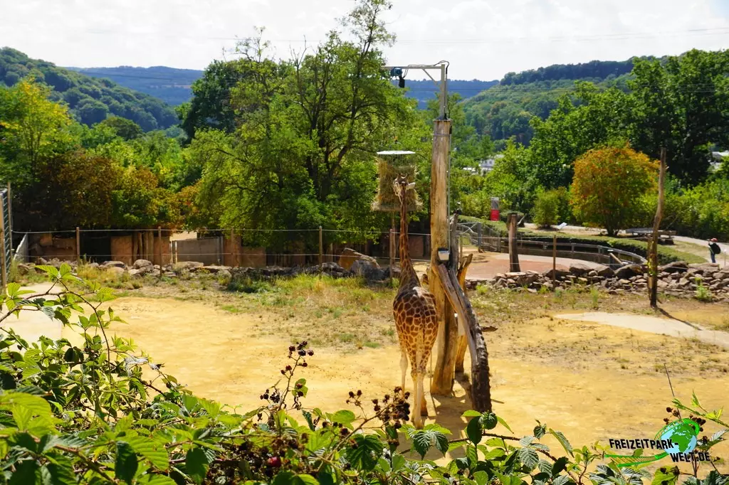 Giraffe im Zoo Saarbrücken - 2022: Der Afrikabereich rund um das Afrikahaus biette auch den Rothschild-Giraffen einen tollen Ausblick