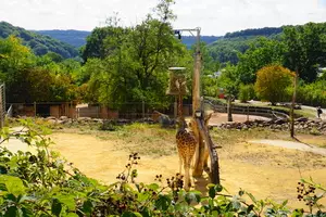 Teaserfoto Zoo Saarbrücken