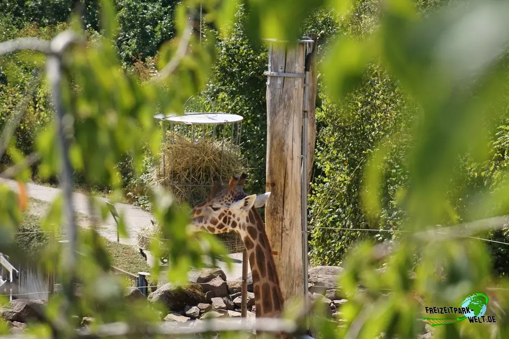 Giraffe im Zoo Saarbrücken - 2022
