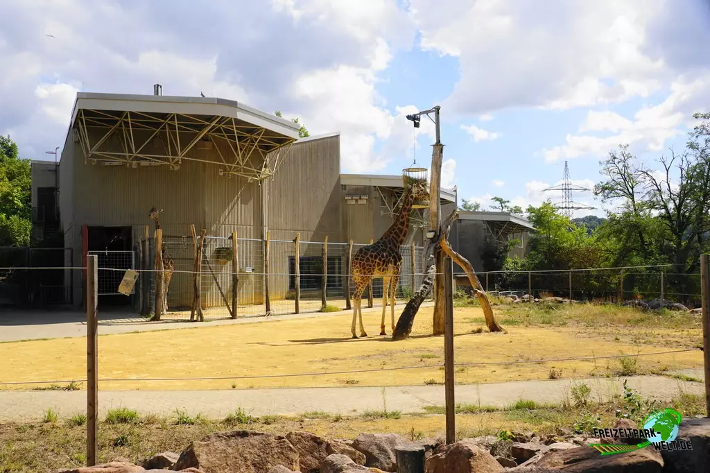 Giraffe im Zoo Saarbrücken - 2022