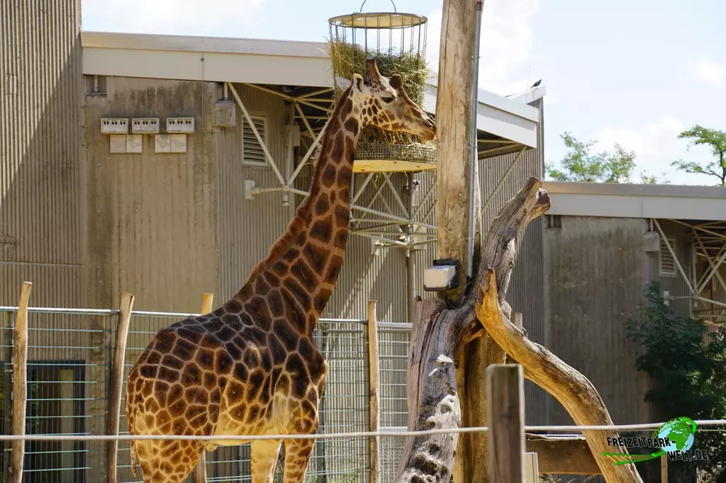 Giraffe im Zoo Saarbrücken - 2022