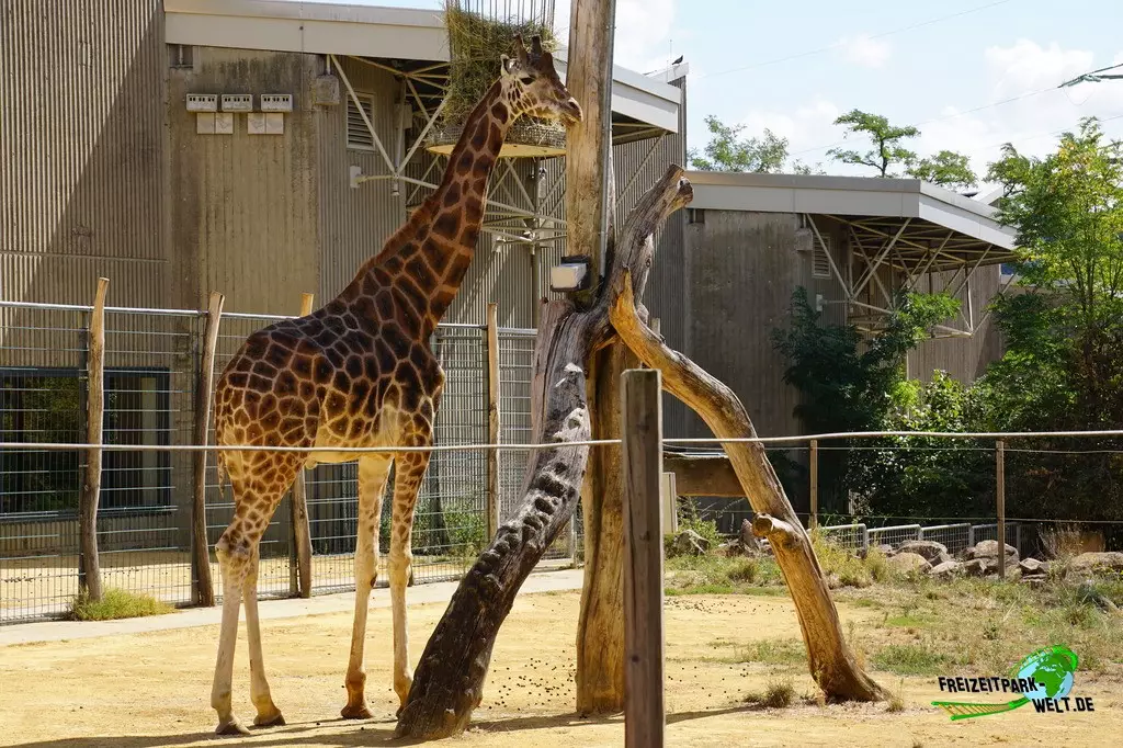 Giraffe im Zoo Saarbrücken - 2022