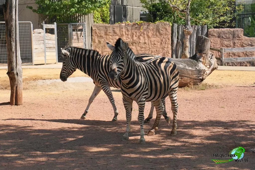 Chapman-Zebra im Zoo Saarbrücken - 2022