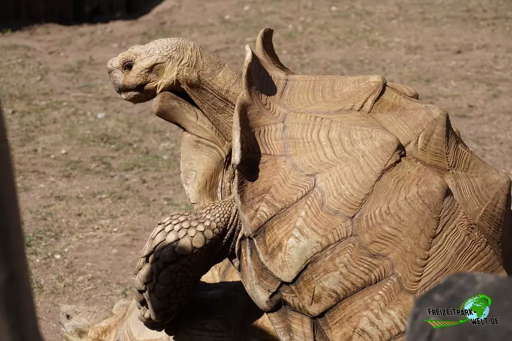 Spornschildkröte im Zoo Saarbrücken - 2022