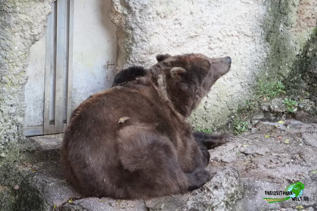 Braunbär im Zoo Salzburg - 2020