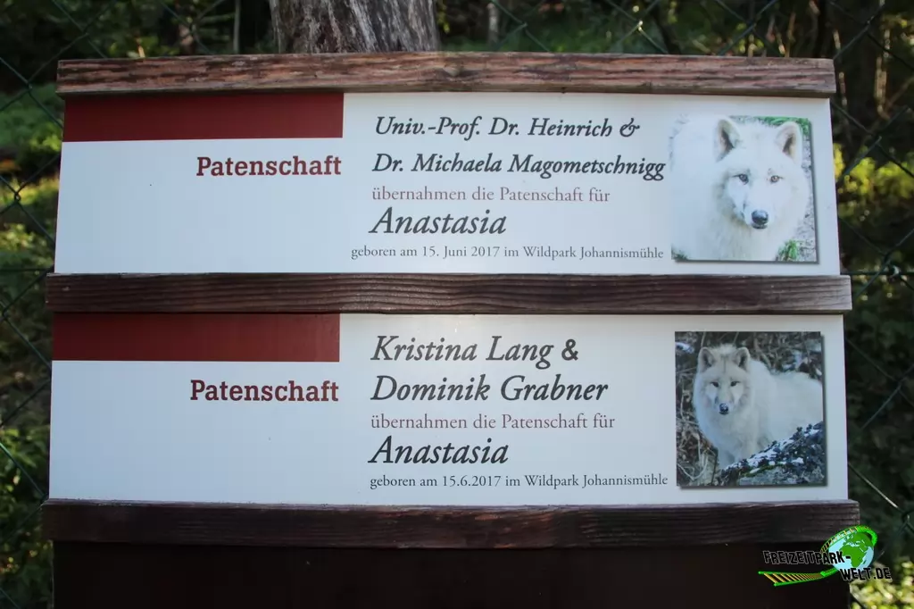 Polarwolf im Zoo Salzburg - 2020