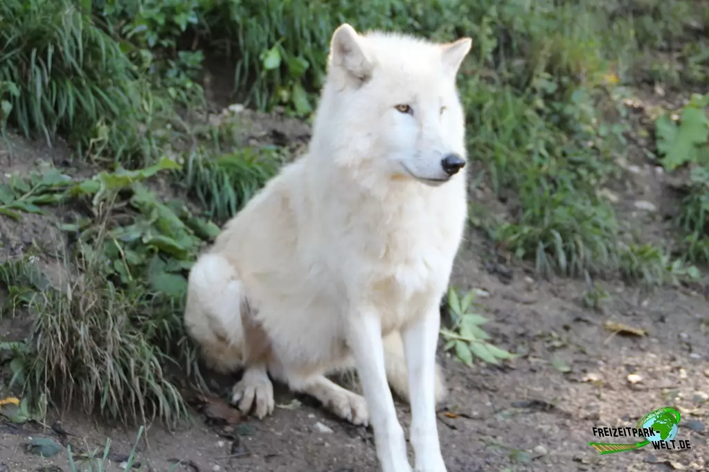Polarwolf im Zoo Salzburg - 2020