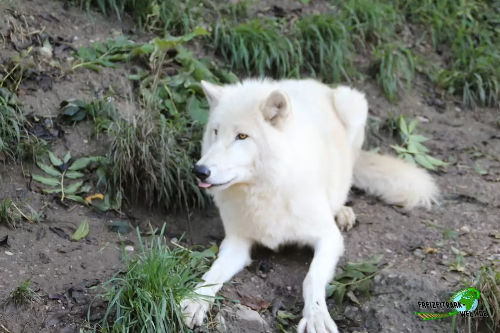 Polarwolf im Zoo Salzburg - 2020