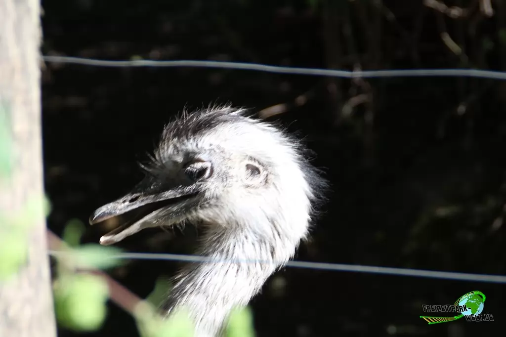 Nandu im Zoo Salzburg - 2020
