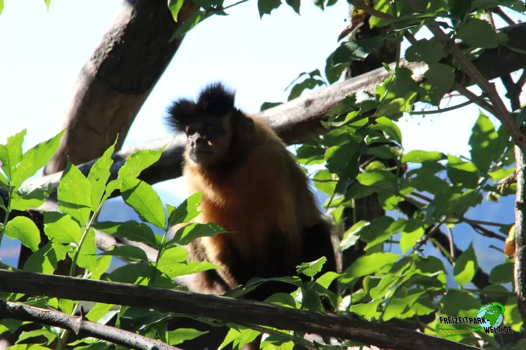 Kapuzineraffen im Zoo Salzburg - 2020