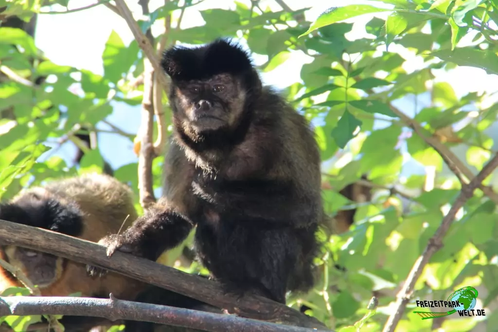 Kapuzineraffen im Zoo Salzburg - 2020