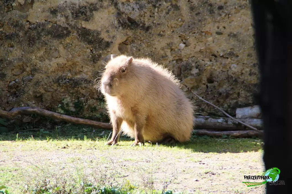 Wasserschwein / Capybara im Zoo Salzburg - 2020