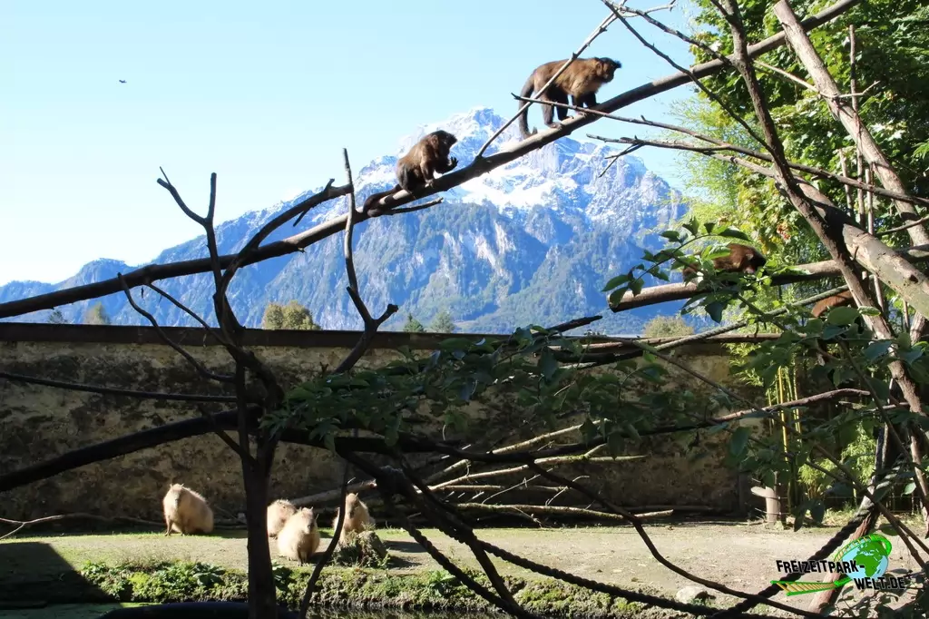 Kapuzineraffen im Zoo Salzburg - 2020