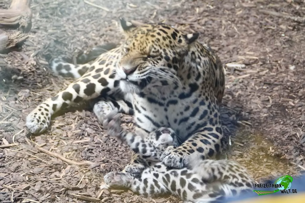 Jaguar im Zoo Salzburg - 2020