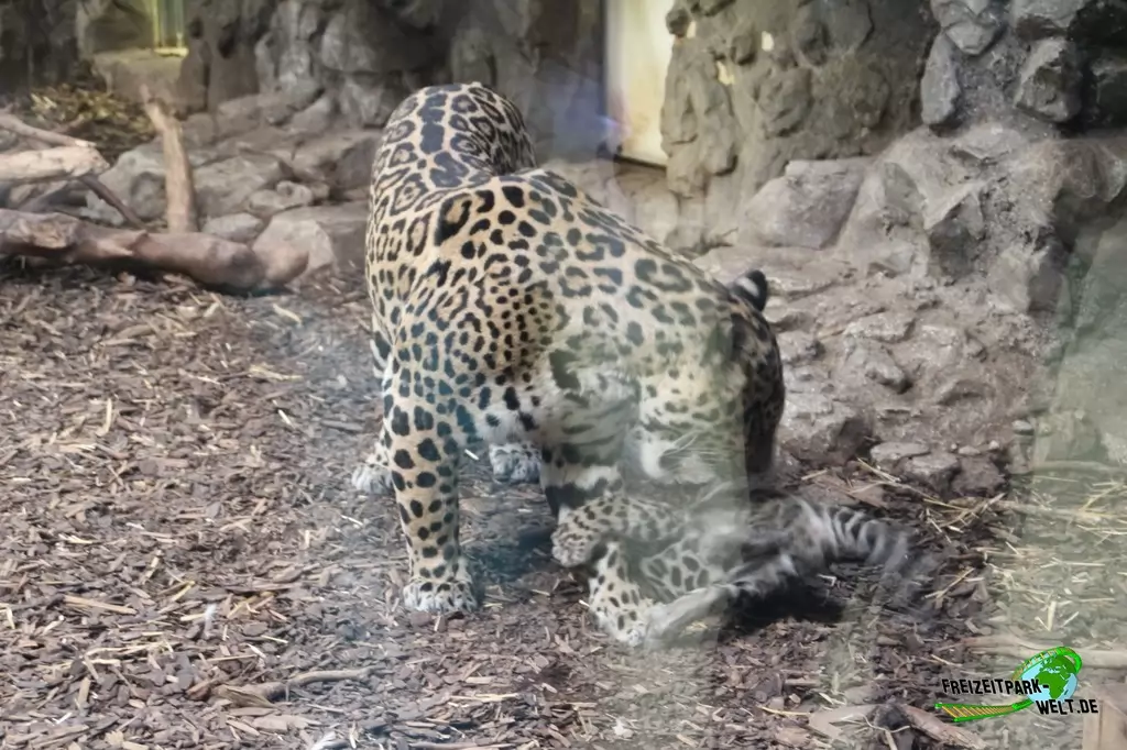 Jaguar im Zoo Salzburg - 2020