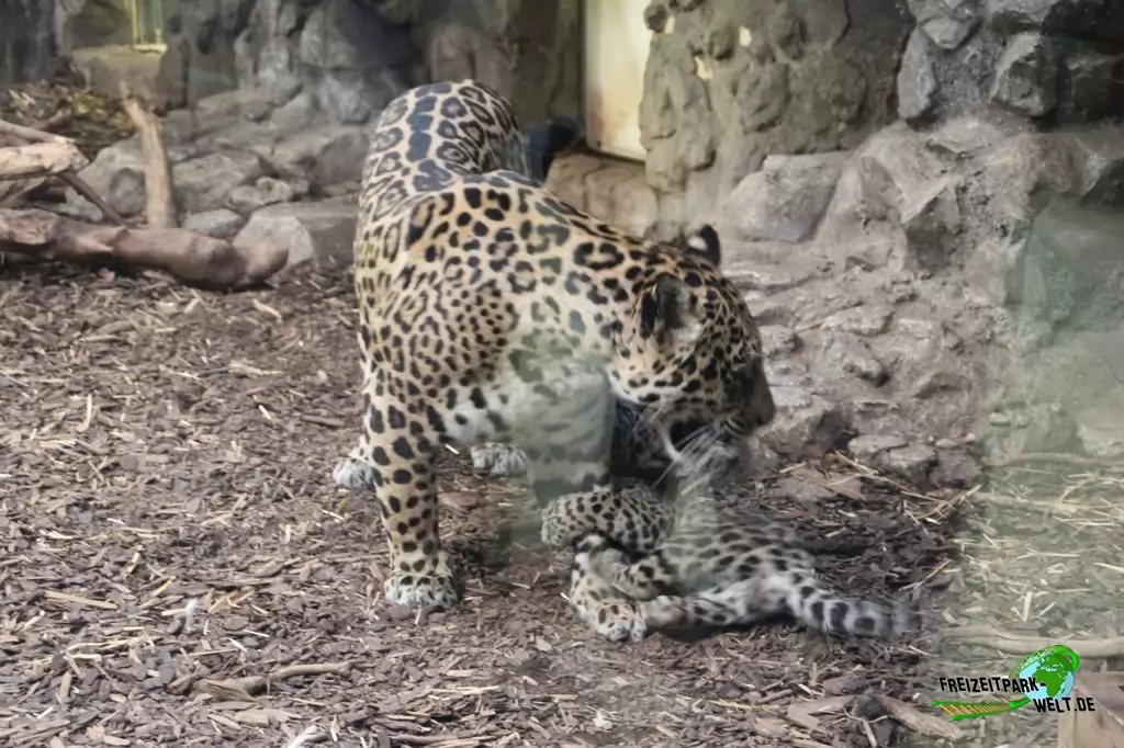 Jaguar im Zoo Salzburg - 2020