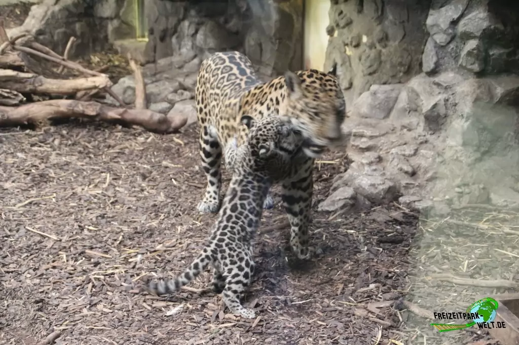 Jaguar im Zoo Salzburg - 2020