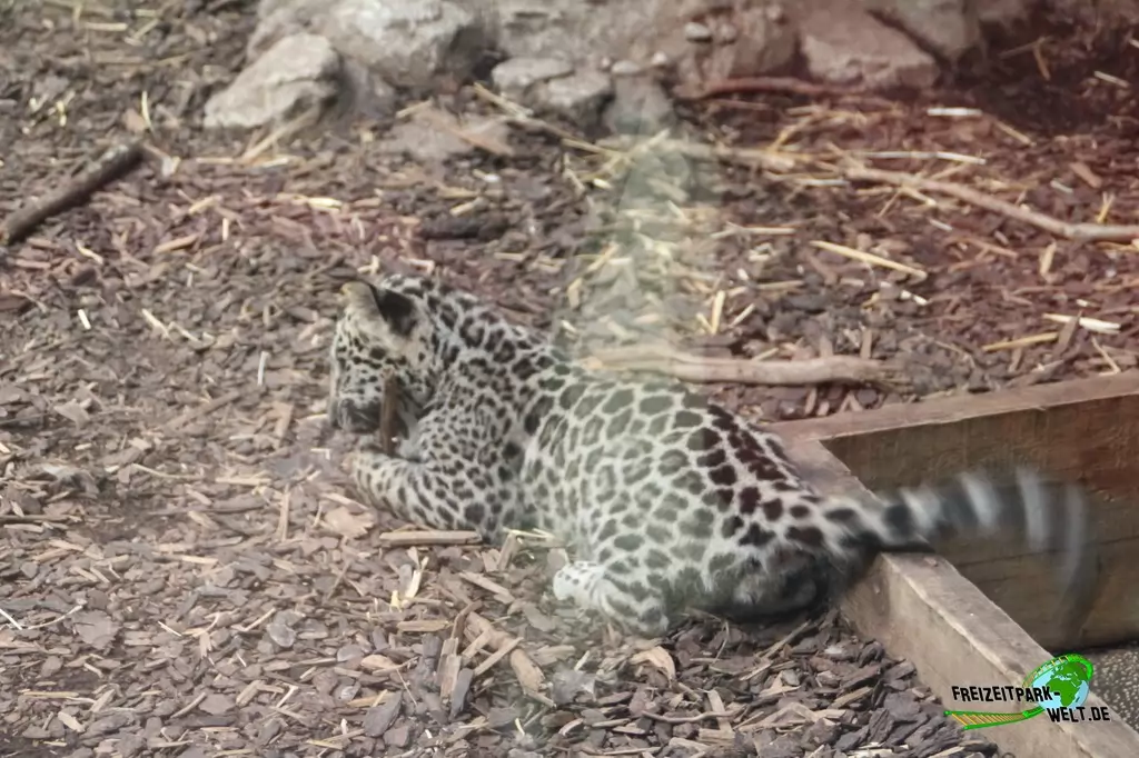 Jaguar im Zoo Salzburg - 2020