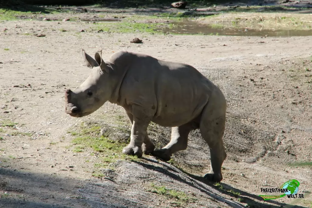 Nashorn im Zoo Salzburg - 2020