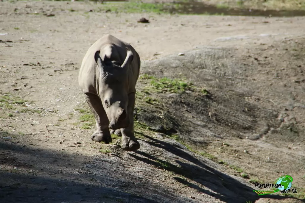 Nashorn im Zoo Salzburg - 2020