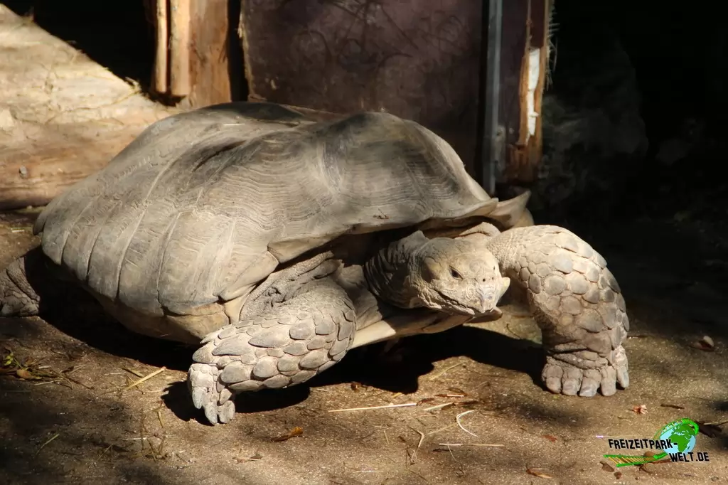Spornschildkröte im Zoo Salzburg - 2020