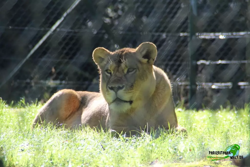 Berberlöwe im Zoo Salzburg - 2020