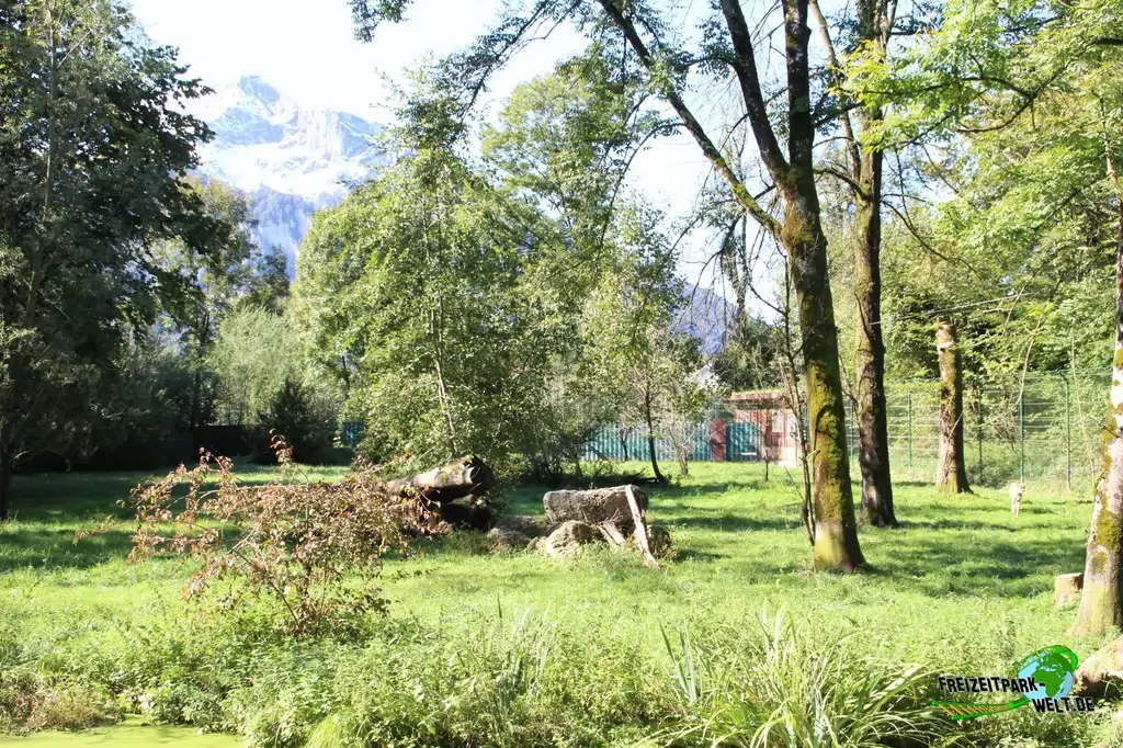 Gepard im Zoo Salzburg - 2020