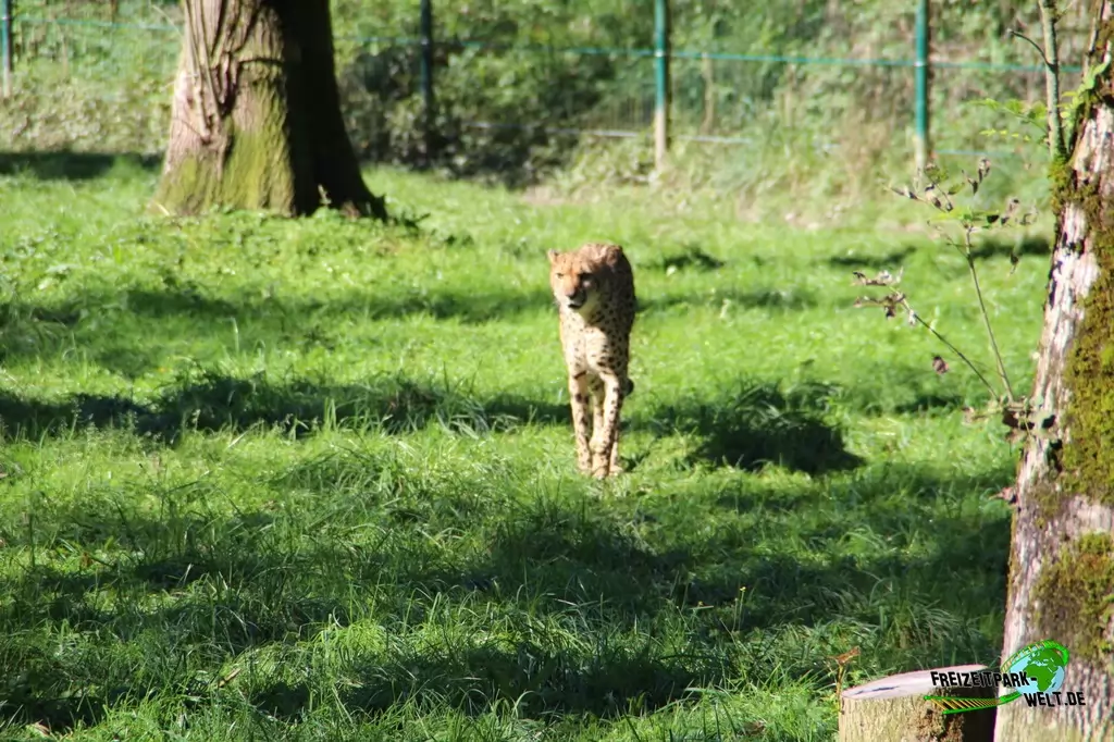 Gepard im Zoo Salzburg - 2020