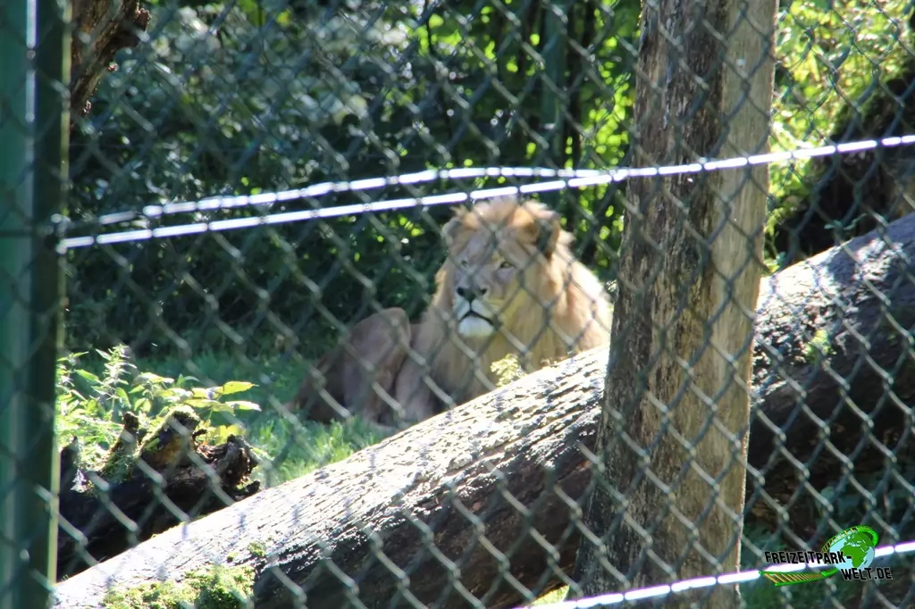 Berberlöwe im Zoo Salzburg - 2020